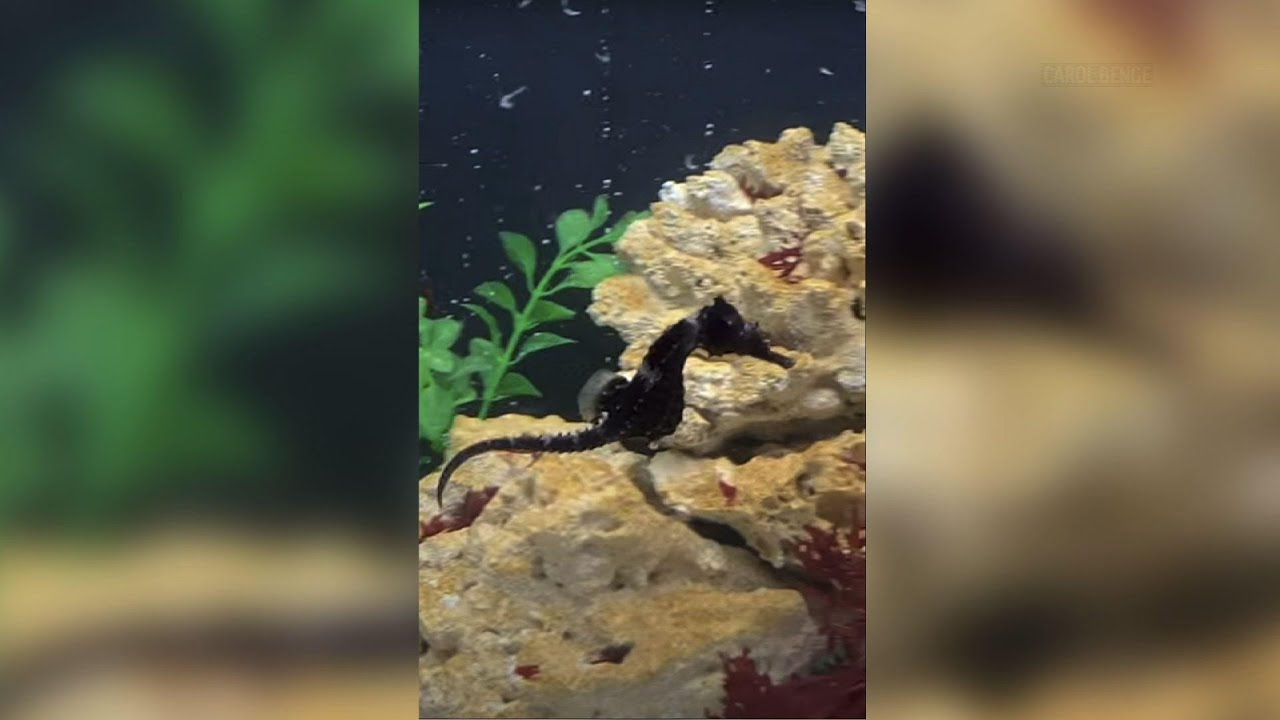 Florida vet school uses novel way to save seahorse