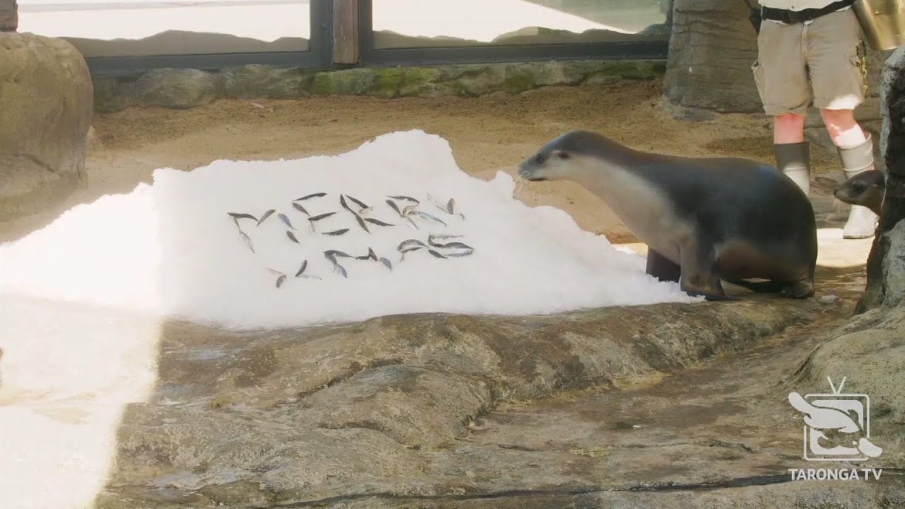 Animals get Christmas treats at Taronga Zoo Sydney