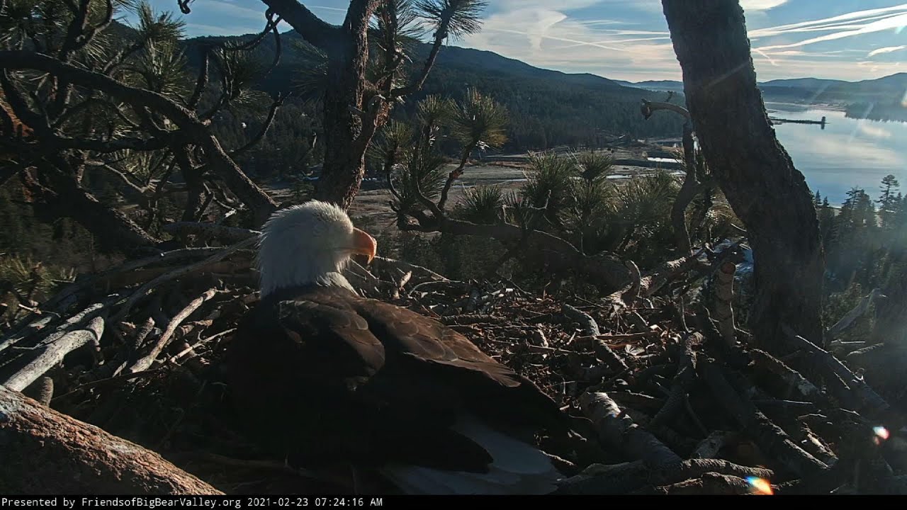 Bald eagles take turns tending nest with 2 eggs