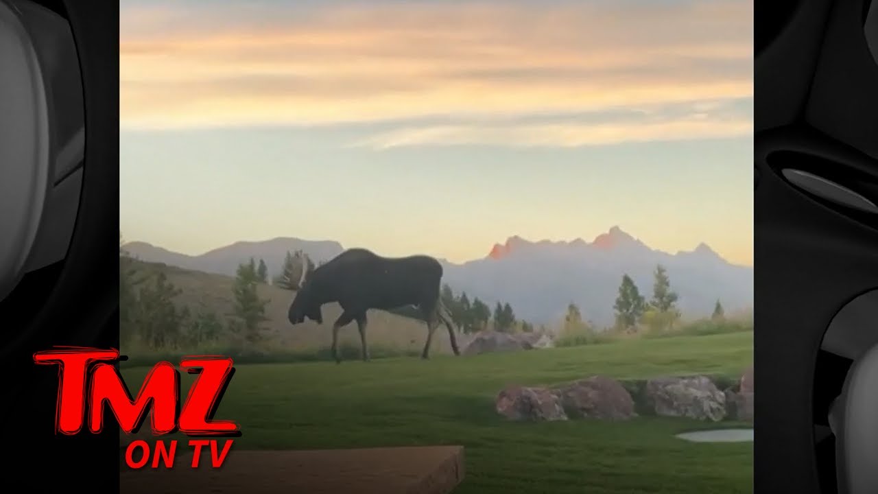 Tyler Perry Has Guest Moose in Backyard of His Home | TMZ TV