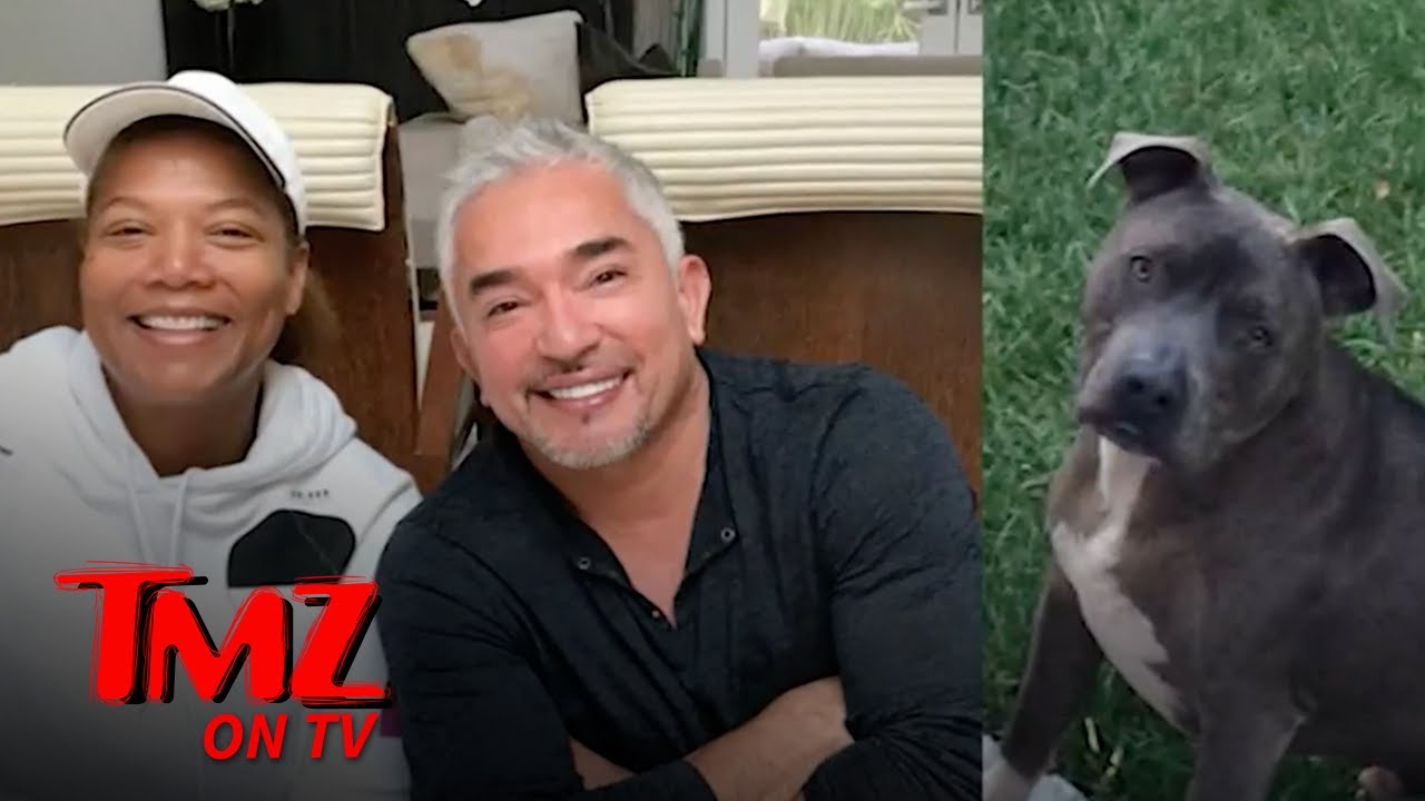 Cesar Millan's Pit Bull Allegedly Killed Queen Latifah's Dog, Then Covered It Up | TMZ TV