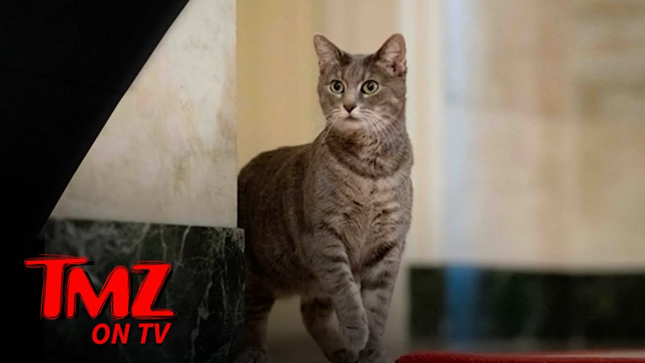 President Biden, White House Welcome New Family Cat | TMZ TV