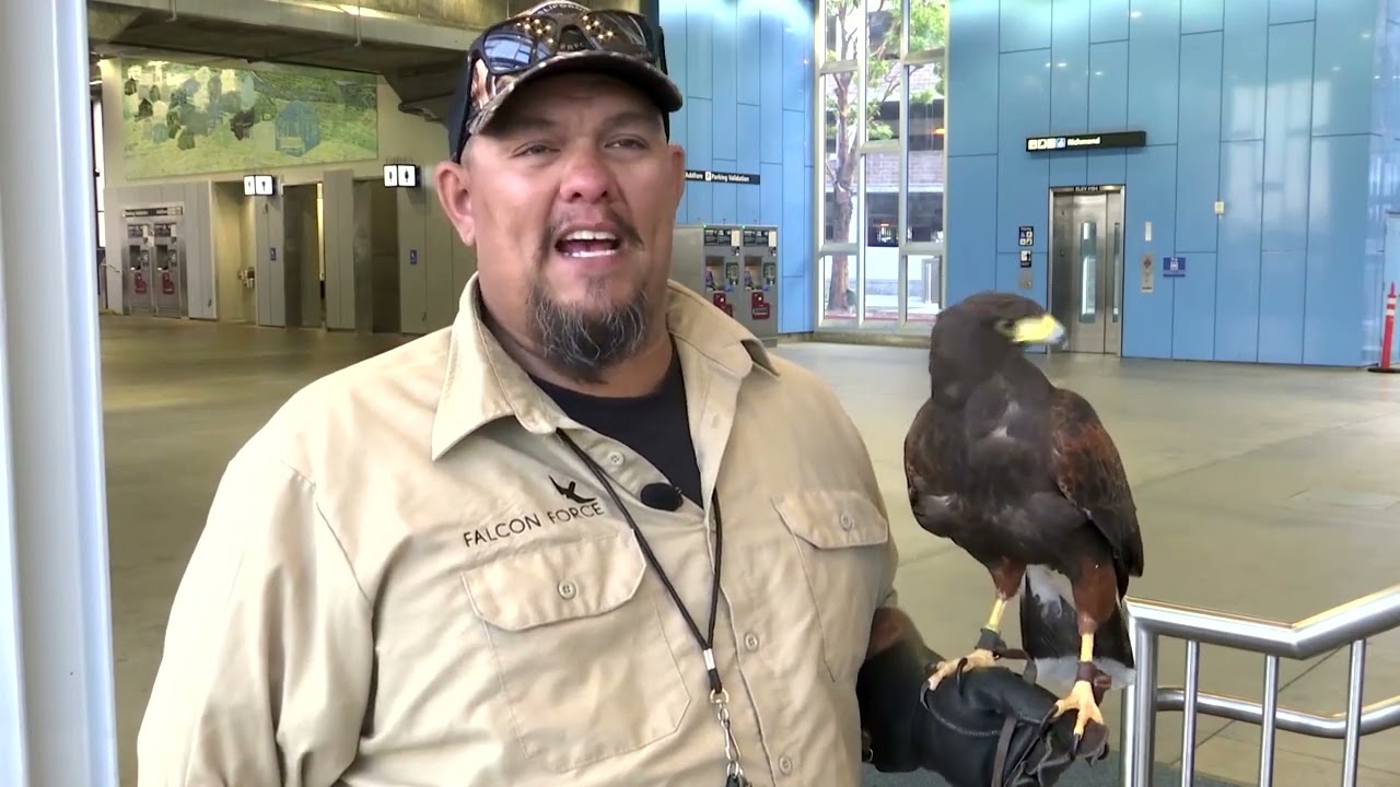 Falcon scares problem pigeons from San Fran metro