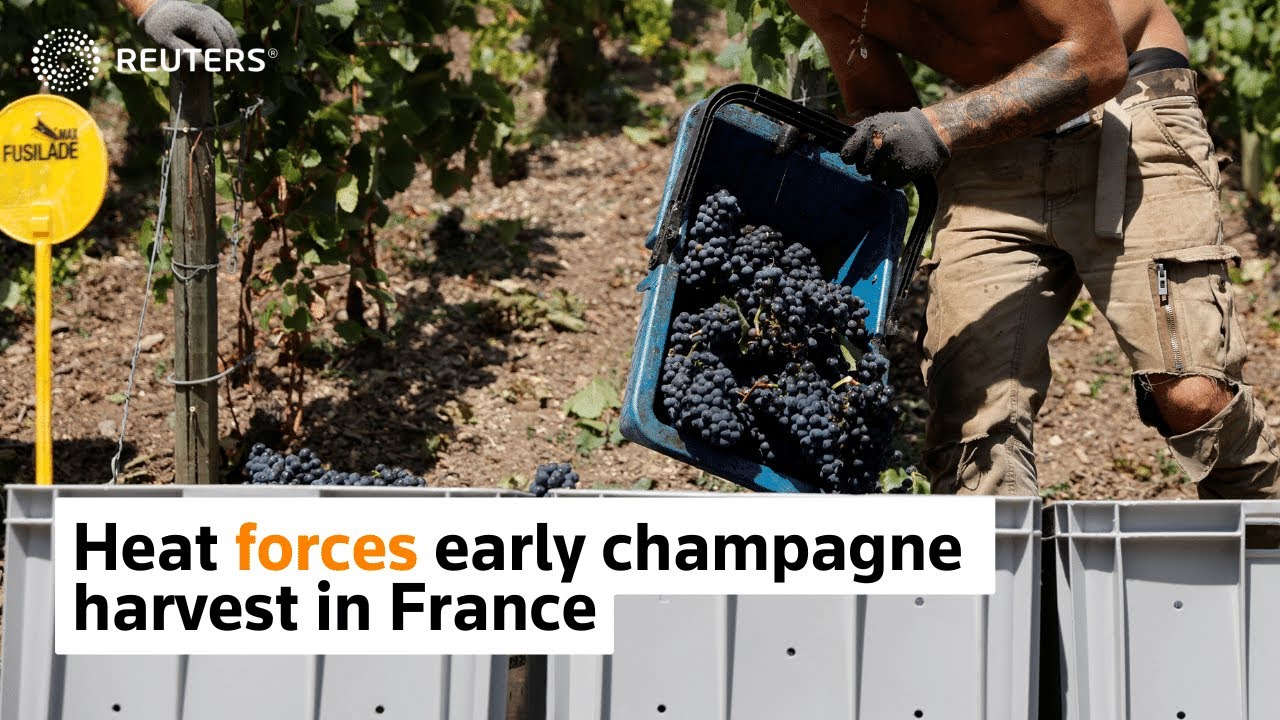 Hot summer forces early champagne harvest in France
