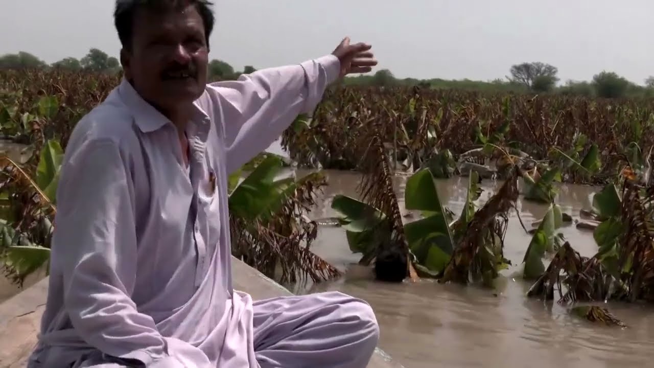 Banana farmer loses crop in Pakistan floods