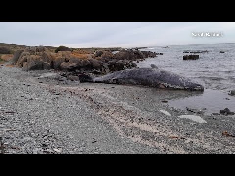 Sperm whales found stranded on Australian island