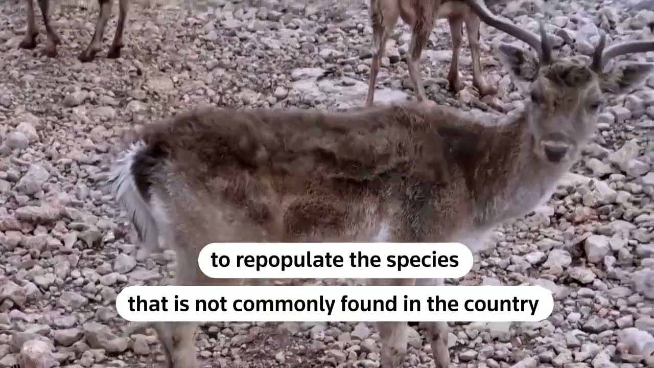 Lebanon's rare deer roam a farm in the Bekaa