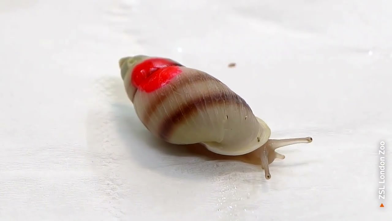 Critically endangered snails reintroduced to French Polynesia