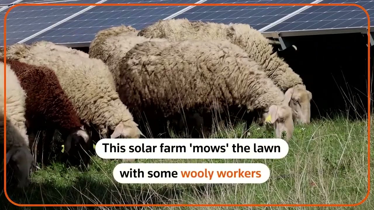 Solar energy farm uses sheep to mow the grass